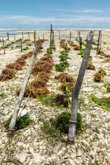 Wall Mural - Brown and green algae