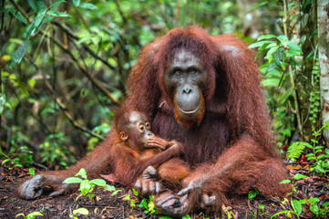 Wall Mural - mother orangutan and cub in a natural habitat. bornean orangutan (pongo pygmaeus wurmmbii) in the wi