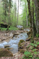  spring, mountain river, pines, fern, ivy