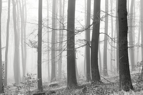Dekoracja na wymiar  nagie-drzewa-w-zimowym-lesie-z-mgla