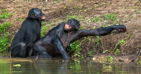 bonobos mating in the water. the bonobo ( pan paniscus). democratic republic of congo. africa