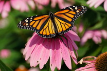 Monarch Butterfly Pollinating A Pink Coneflower