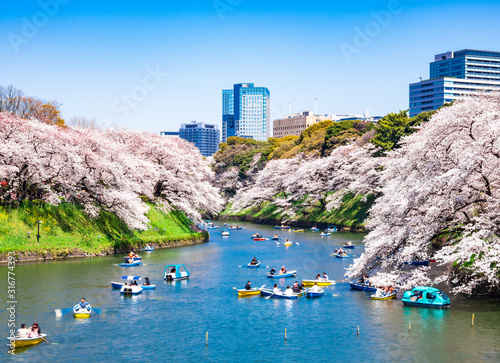 桜満開の皇居 千鳥ヶ淵 Stock 写真 Adobe Stock 桜満開の皇居 千鳥ヶ淵 Stock 写真 Adobe Stock