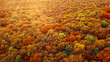 Panoramic view of autumn bright forest in an yellow and red colors.