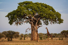 Giraffe Under A Baobab In Africa
