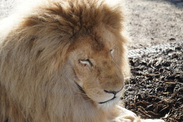 Wall Mural - White lion