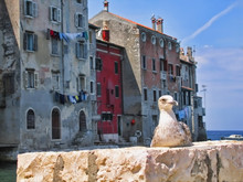 Seagull In The Beautiful Town Rovinj In Croatia