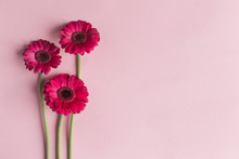 Beautiful Pink Gerbera Flowers On A Pastel Pink Background. Greeting Card For Valentine's Or Mother's Day.