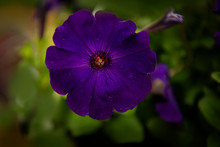 Petunia ×atkinsiana - Purple 