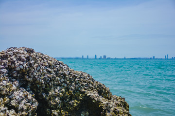 oyster on the reef at the beach,Oysters in a sea at nature habitat,Oyster rocks in the sea in the sun,Natural oysters perched on the rocks in the sea.