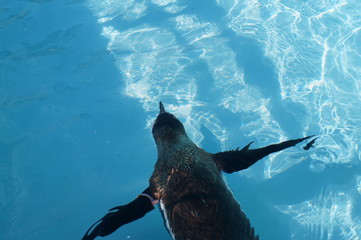 Wall Mural - Penguin swimming in the pool