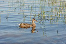 Female And Male Duck Swimming On A Pond With Green Water While Looking For Food