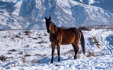 Fototapeta Konie - horse in winter