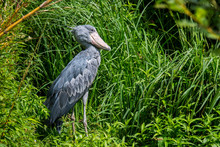 Shoebill / Whalehead / Shoe-billed Stork (Balaeniceps Rex) In Marshland, Native To Tropical East Africa