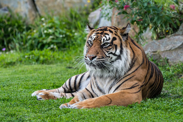 Sumatran tiger (Panthera tigris sondaica) native to the Indonesian island of Sumatra, Indonesia