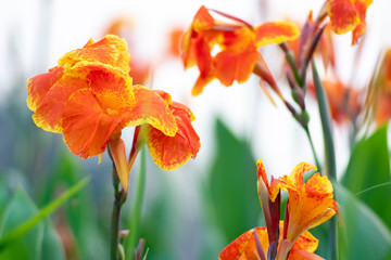 Wall Mural - Blooming orange canna or canna lily in the garden.