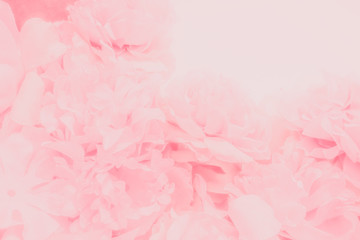Wall Mural - Beautiful abstract color orange purple and pink flowers on white background and white flower frame and pink leaves texture, light pink background, colorful pink banner happy valentine.