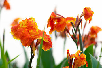 Wall Mural - Blooming orange canna or canna lily in the garden.