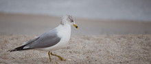 Seagull At The Beach