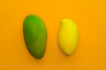 Two 2 different varieties, sortes of mango: green and yellow isolated on orange background. Top view. Fresh ripe whole mangoes. Healthy vegan or vegetarian food.