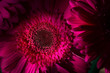 © Simi Jois - Hot Pink Gerber Daisy