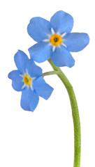 Wall Mural - myosotis flower isolated