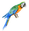 Harlequin Macaw, green parrot sitting on a branch isolated on white background. Realistic watercolor. Illustrated. Template. Clip art. Hand drawn. Hand painted
