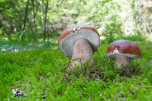 Two White Mushrooms (Boletus Edulis) Grow In The Forest Among Green Moss