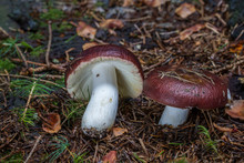 The Edible Mushroom Russula In The Woods In Leaves And Moss.