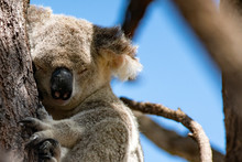 Wild Koala In The Eucalyptus Canopy Foliage In Magnetic Island Queensland, Australia.