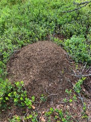 Ant hill