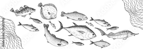 Plakaty wędkarstwo  kolekcja-szkicow-ryb-recznie-rysowane-ilustracji-wektorowych-szkola-ilustracji-wektorowych-ryb