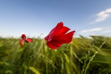 Red Poppy In A Green Wheat Field