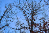 Fototapeta Na drzwi - Branches of a tree with brown dry leaves against a blue sky. Late autumn concept.