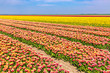 © Sander Meertins - colorful Dutch tulips in a flower field and a windmill in Holland