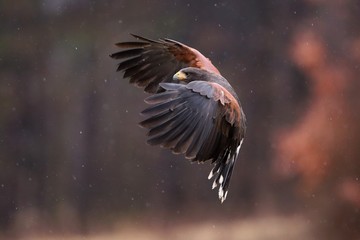 Wall Mural - Harris's hawk, parabuteo unicinctus, landing during rainfall in autumnal forest with blurred orange background. Side view of fierce bird of prey with dark brown feathers flying through water drops