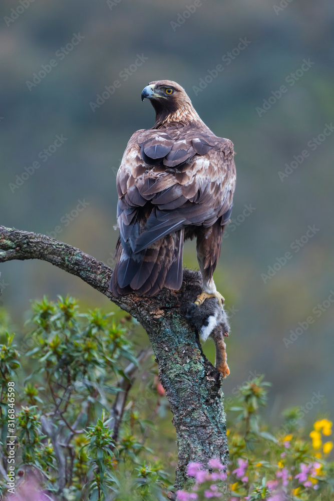 Golden eagle - Aguila real (Aquila chrysaetos) Stock Photo | Adobe Stock