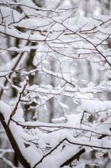 Wall Mural - Background of snow on the branches of trees