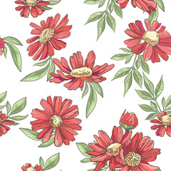 Wall Mural - Seamless pattern with red camomile on white background