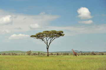 Graceful trees in the african savannah. Landscapes of the Serengeti Park in Tanzania.