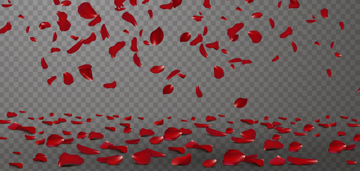 Falling red rose petals seasonal confetti, blossom elements flying isolated. Abstract floral background with beauty roses petal. design for greeting cards on March 8, Women Day, Valentine's Day.