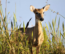 Young Buck Deer At The Arthur R Marshalll Wildlife Refuge In Florida