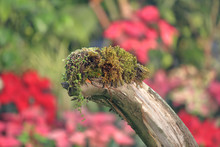 Thick Withered Tree Branch With Fleecy Green Moss