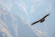 A condor flying between the narrow walls of calca canyon