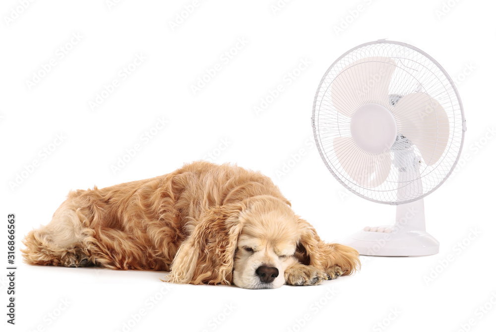 Electric fan and cute dog on white background