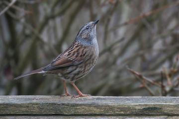 Wall Mural - Dunnock