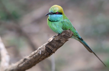 Canvas Print - Green Bee Eater