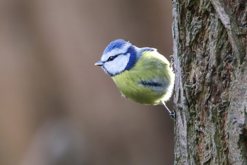 Wall Mural - Blue Tit