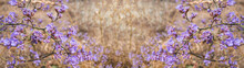 Natural Background. Defocus. Purple Statice Flowers Out Of Focus On A Blurry Background Of Dry Grass And Purple Flowers. Banner