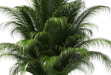   palm tree on white background 3D render